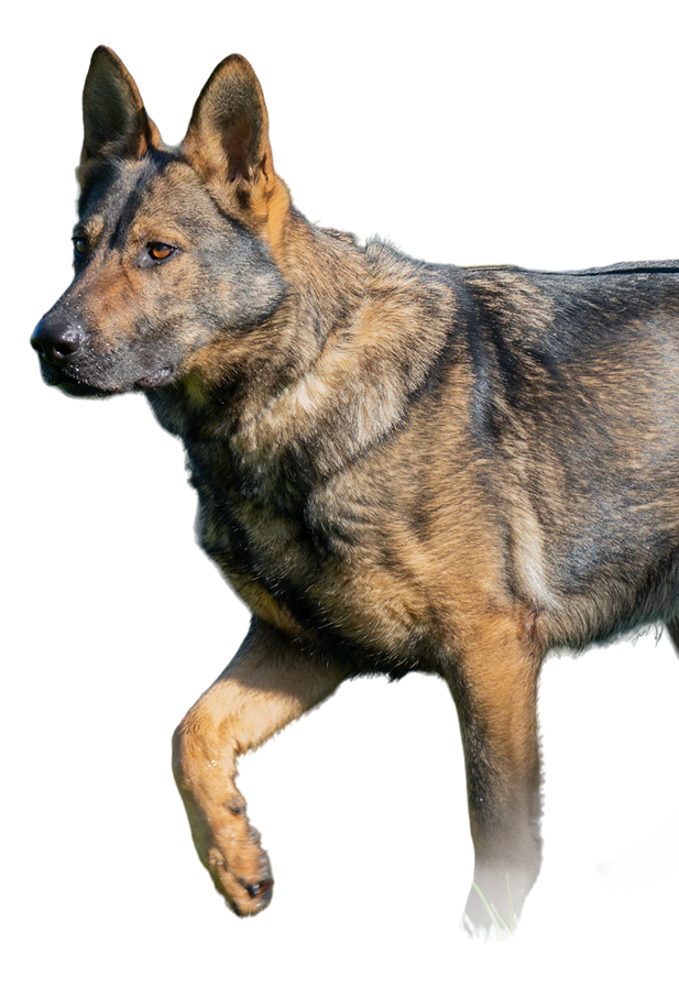 Chien renifleur punaise de lit - Cyno Group