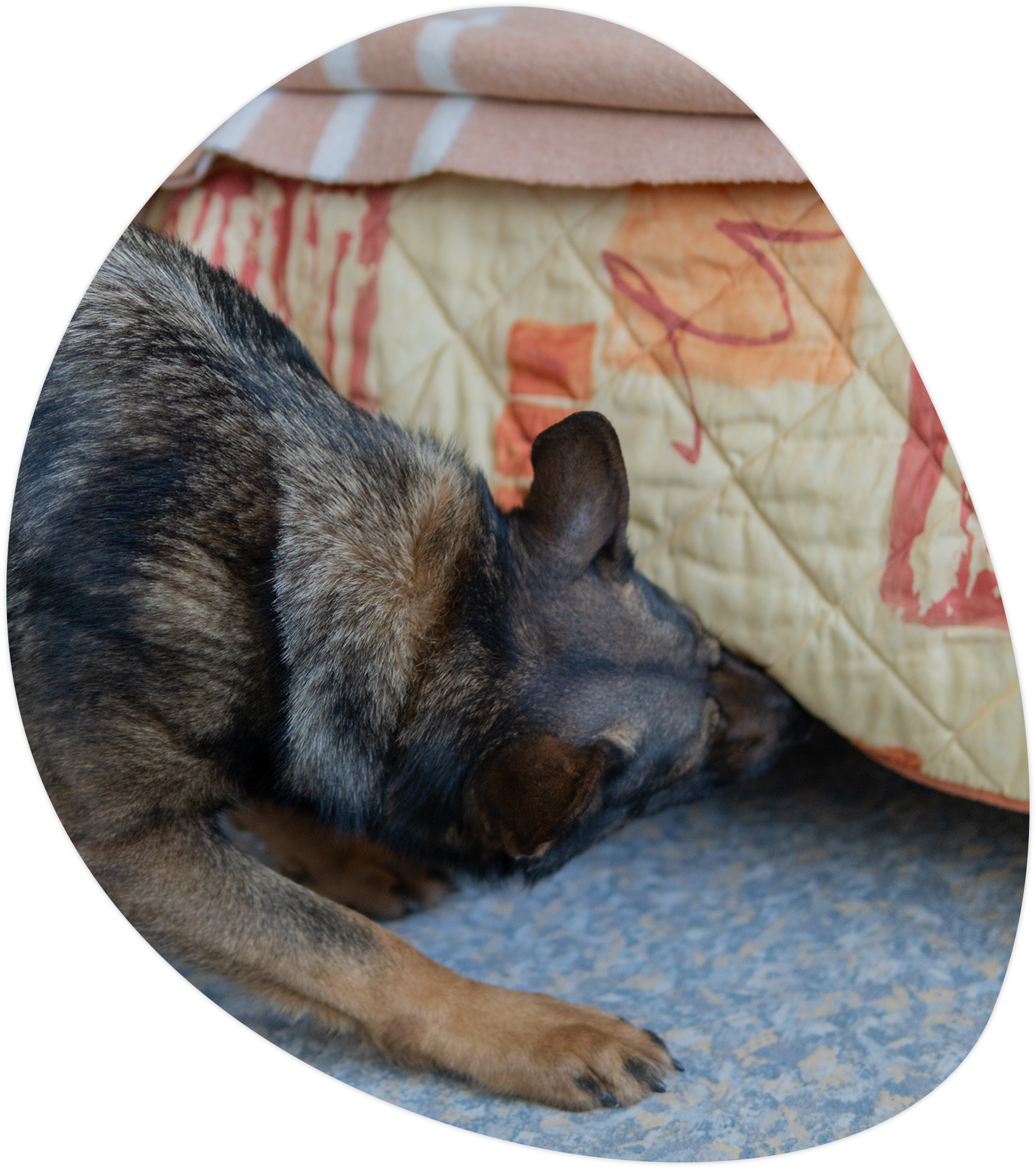Diagnostic punaises de lit avec chien renifleur - Cyno Group