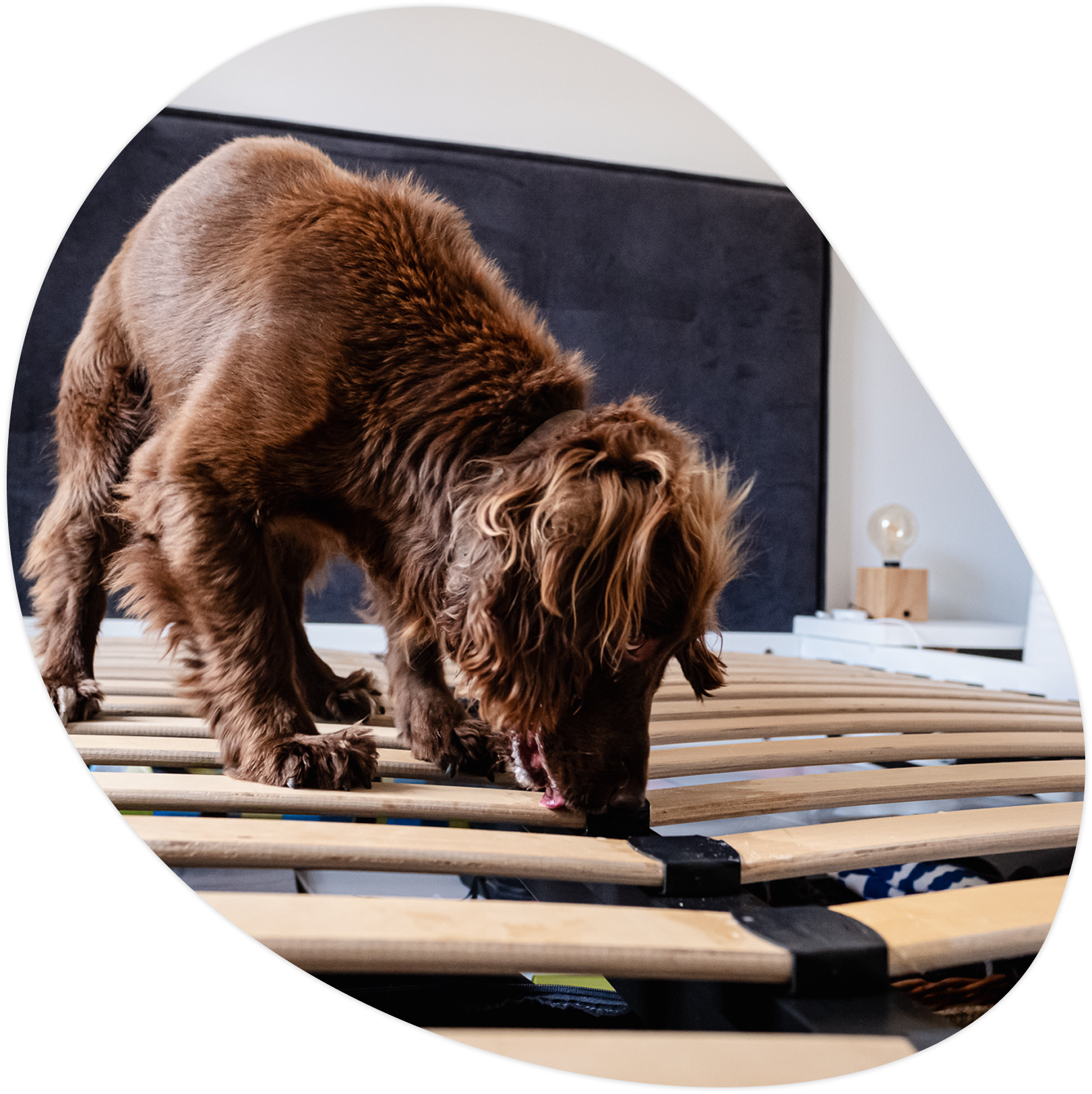 Chien renifleur punaises de lit - Cyno Group