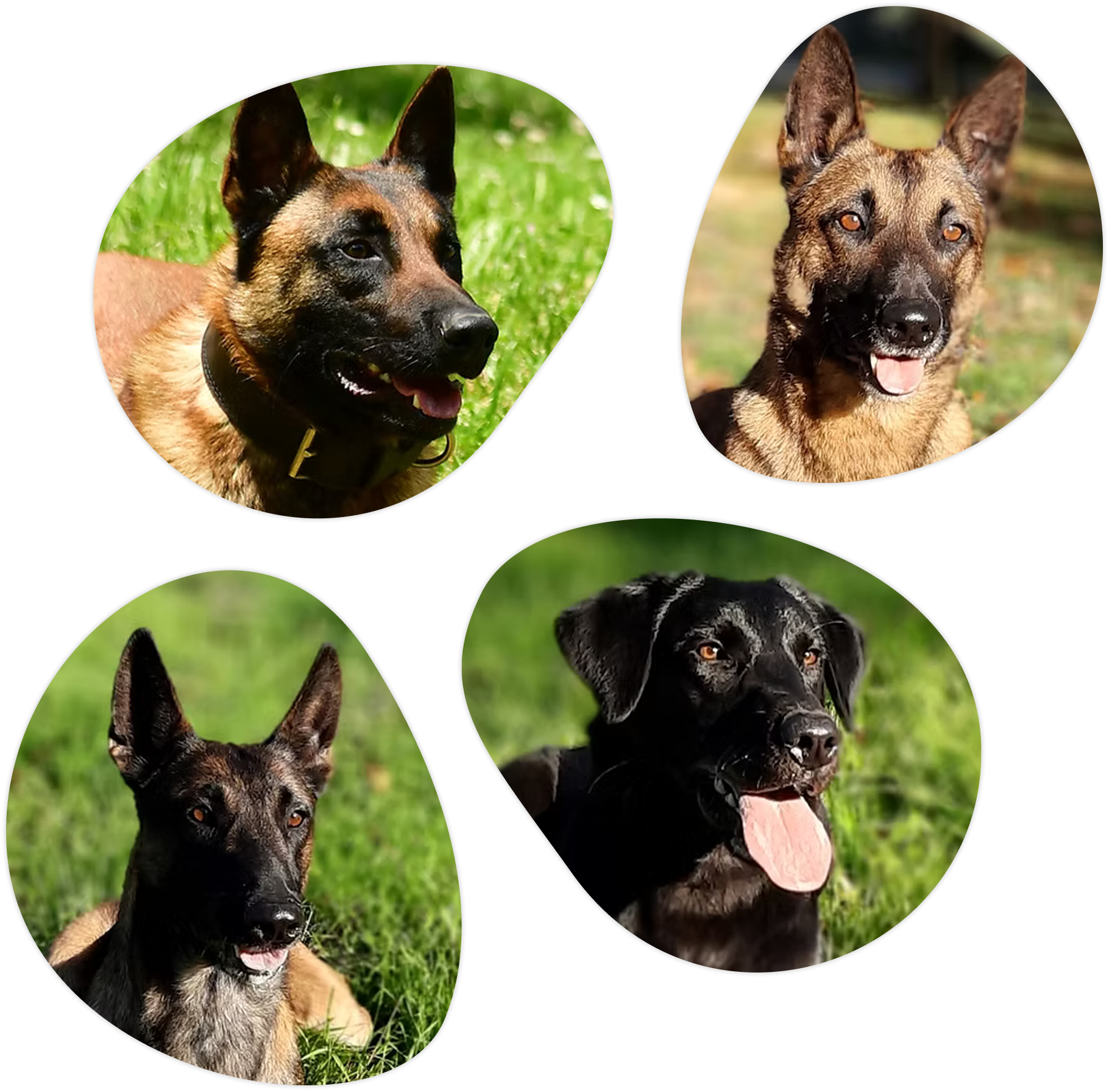 Formation de chiens détecteurs nuisibles - Cyno Group