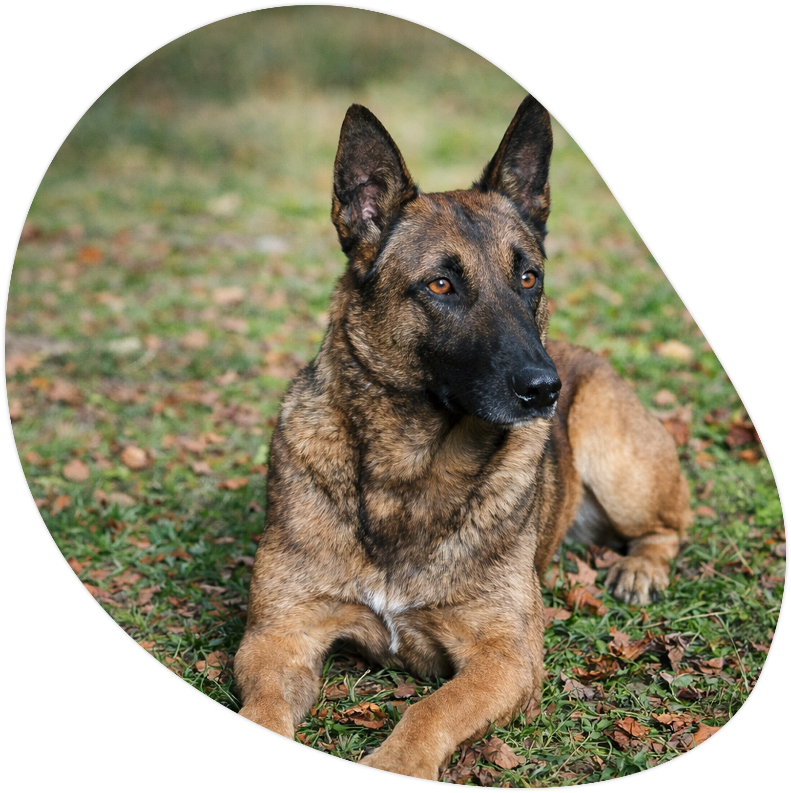 Chien renifleur punaises de lit - Cyno Group