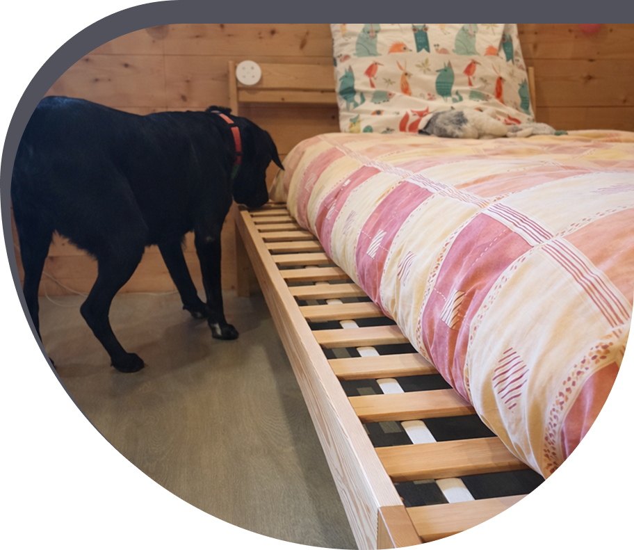 Détection de punaises de lit avec chien - Cyno Group
